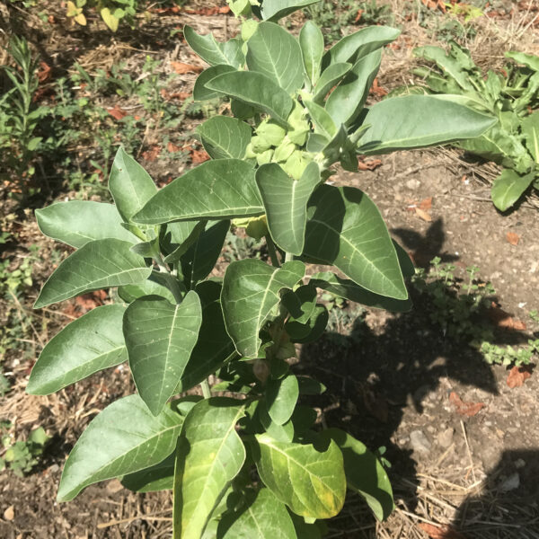Ashwagandha – Image 2