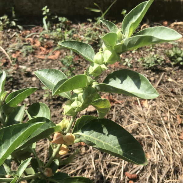 Ashwagandha – Image 3