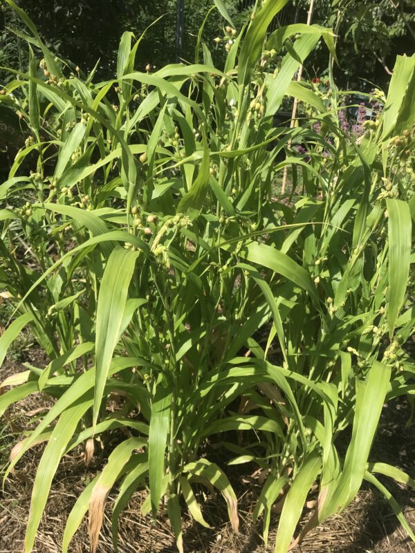 Herbe sucrée – Image 2