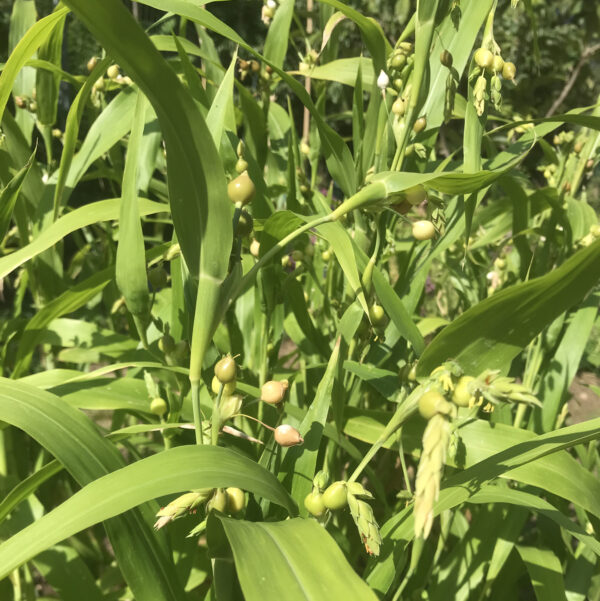 Herbe sucrée – Image 3
