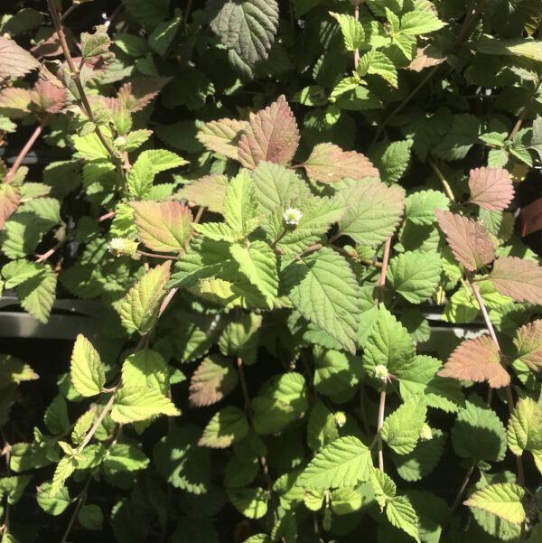 Herbe sucrée